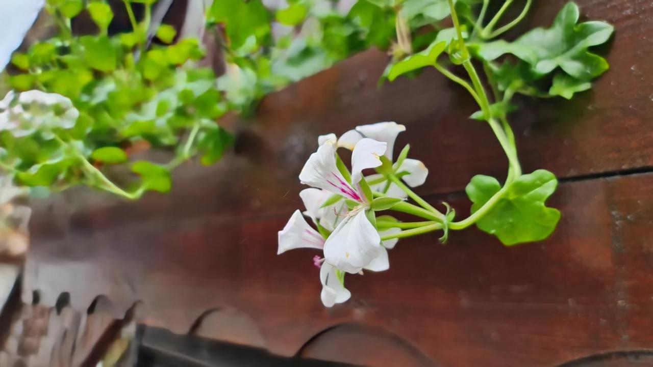 Стаи За Гости The Old House Velingrad Ngoại thất bức ảnh